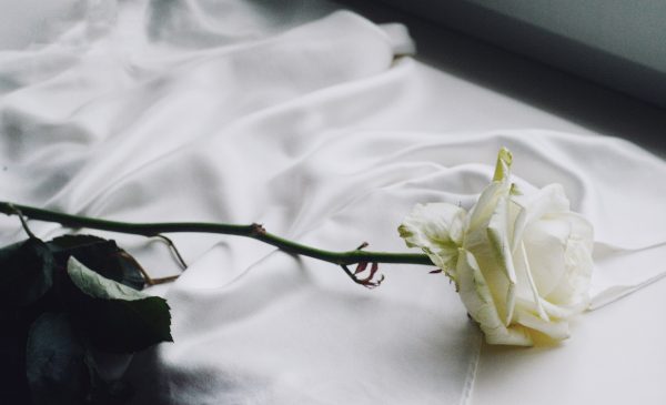 Rosas blancas: ¿cuál es su significado?